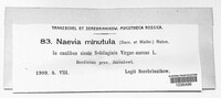 Naevia minutula image